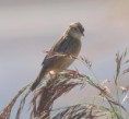 /album/photo-gallery-photogallery/zitting-cisticola-jpg2/